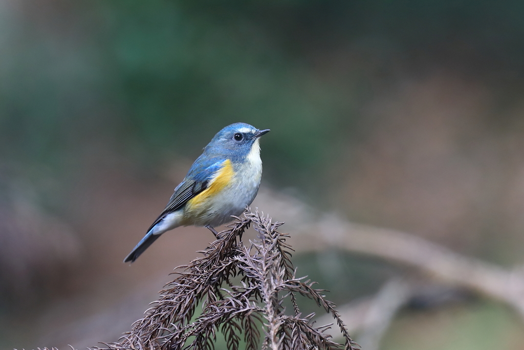 幸せの青い鳥 13