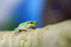 温室のケロ