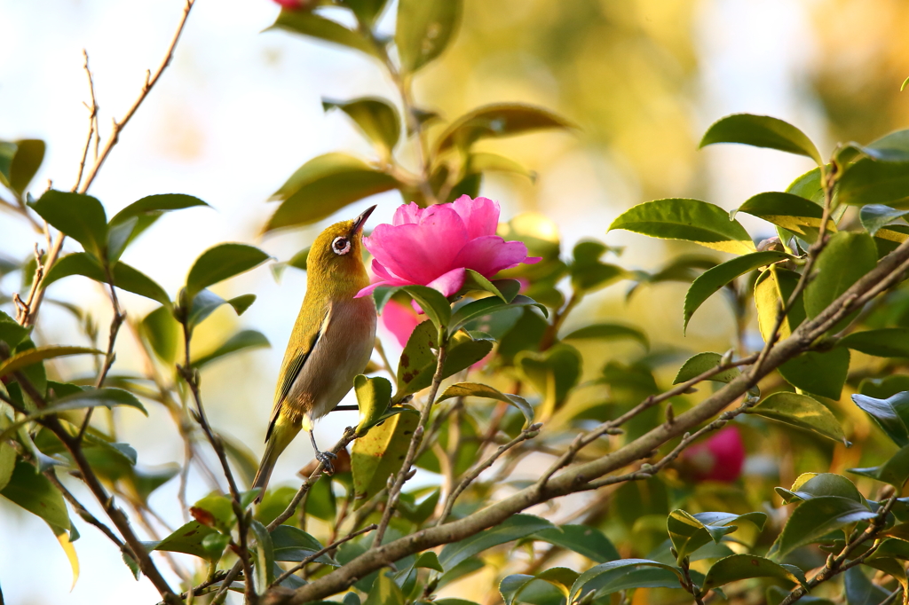 山茶花とメジロ