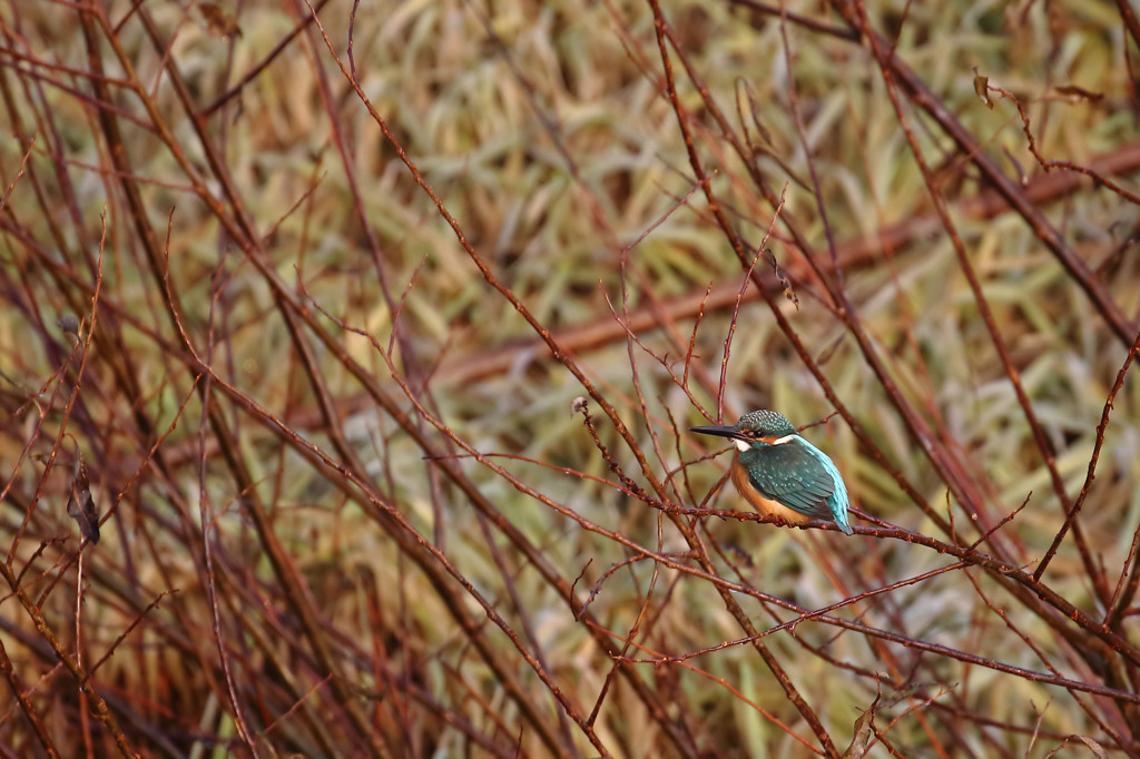 赤い枝とおデブ