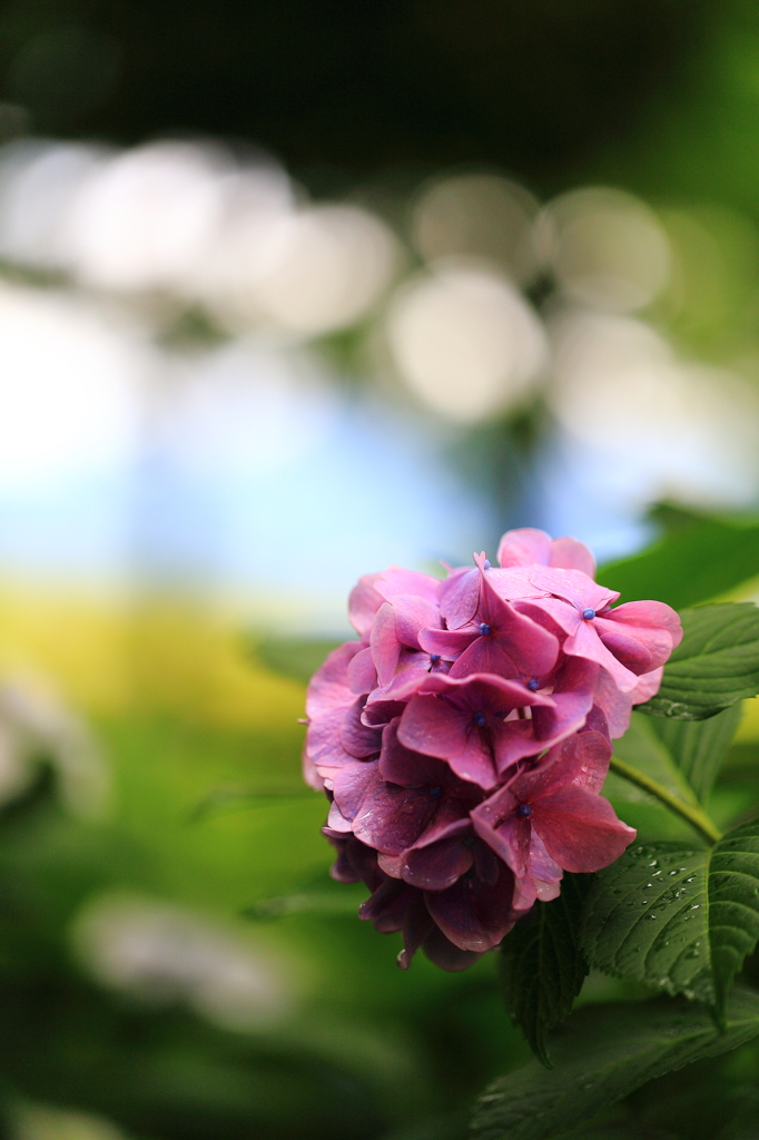 紫陽花 2015-6