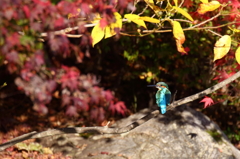 見返りカワちゃん