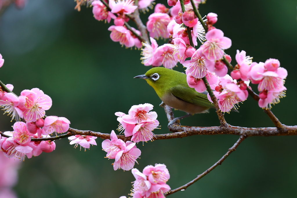今年もウメジロー