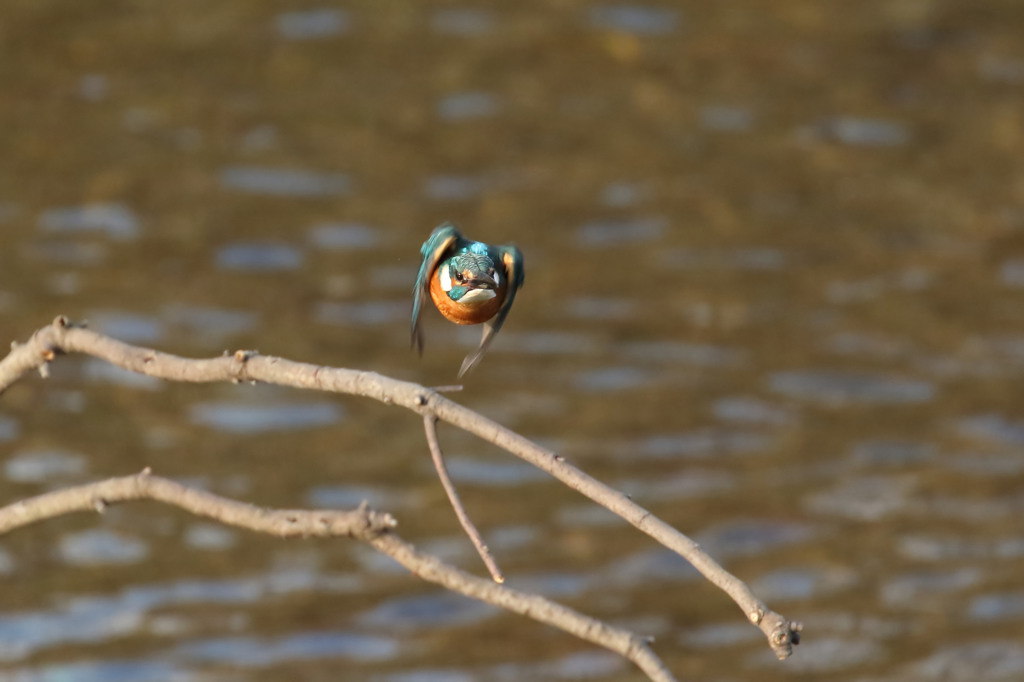 こっち向きかい・・・