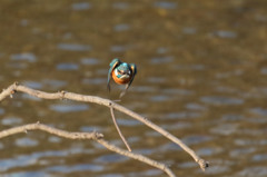 こっち向きかい・・・