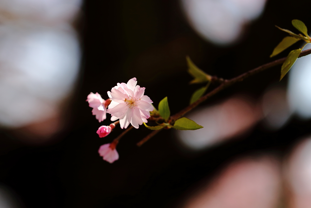 枝垂れ桜