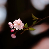 枝垂れ桜