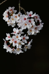 桜・・・