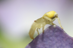 紫陽花とクモ