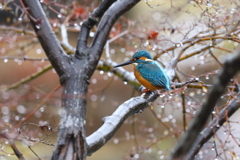 雨の日に・・・ 1