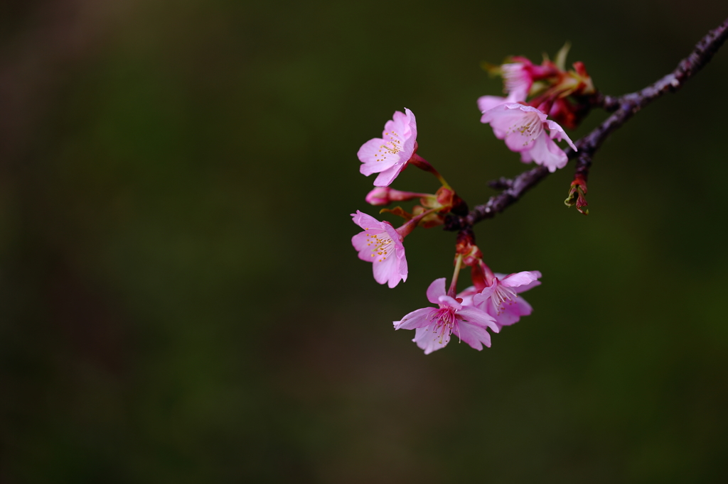 桜咲く 1