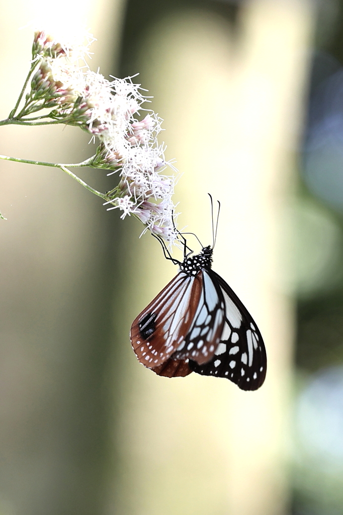 南国の蝶