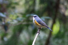 幸せの青い鳥 14