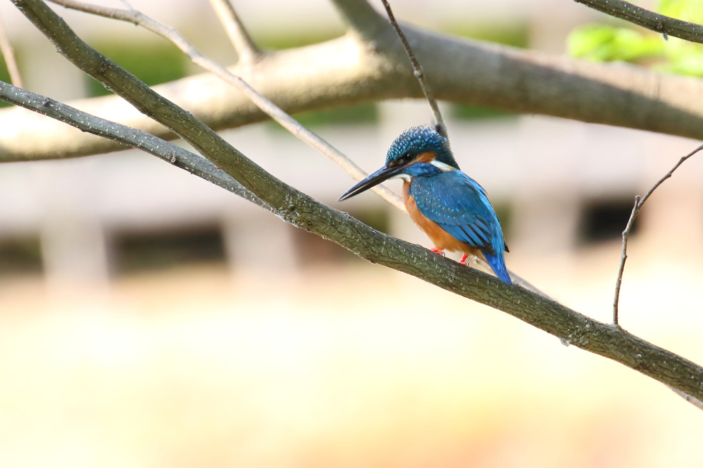 カワ君も来た。