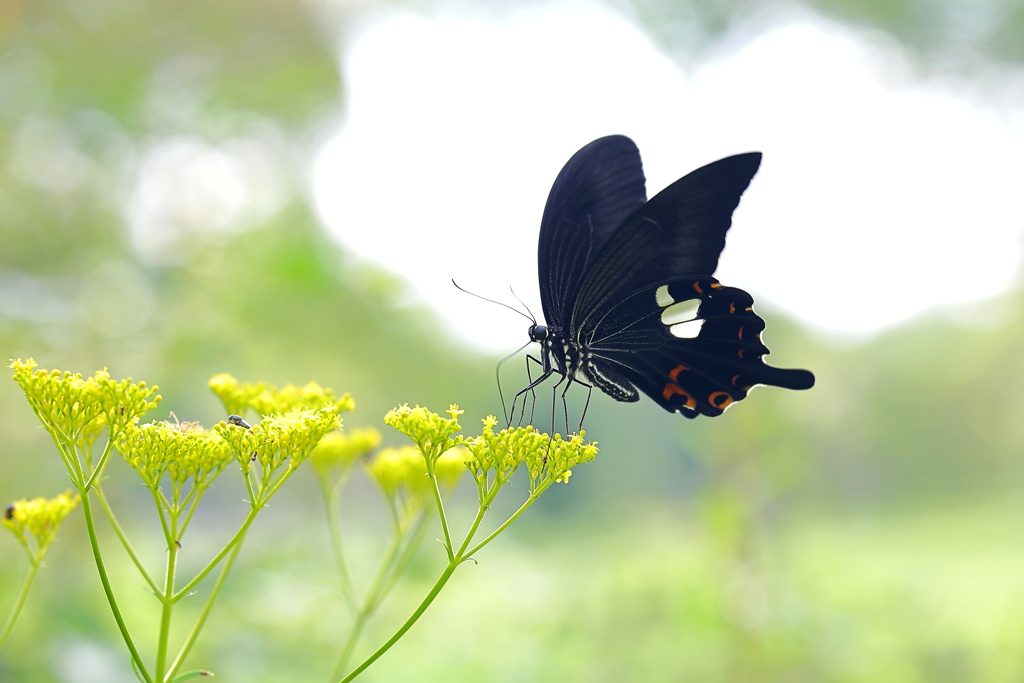 アゲハの吸蜜