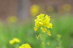 菜の花