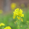 菜の花
