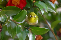 丸