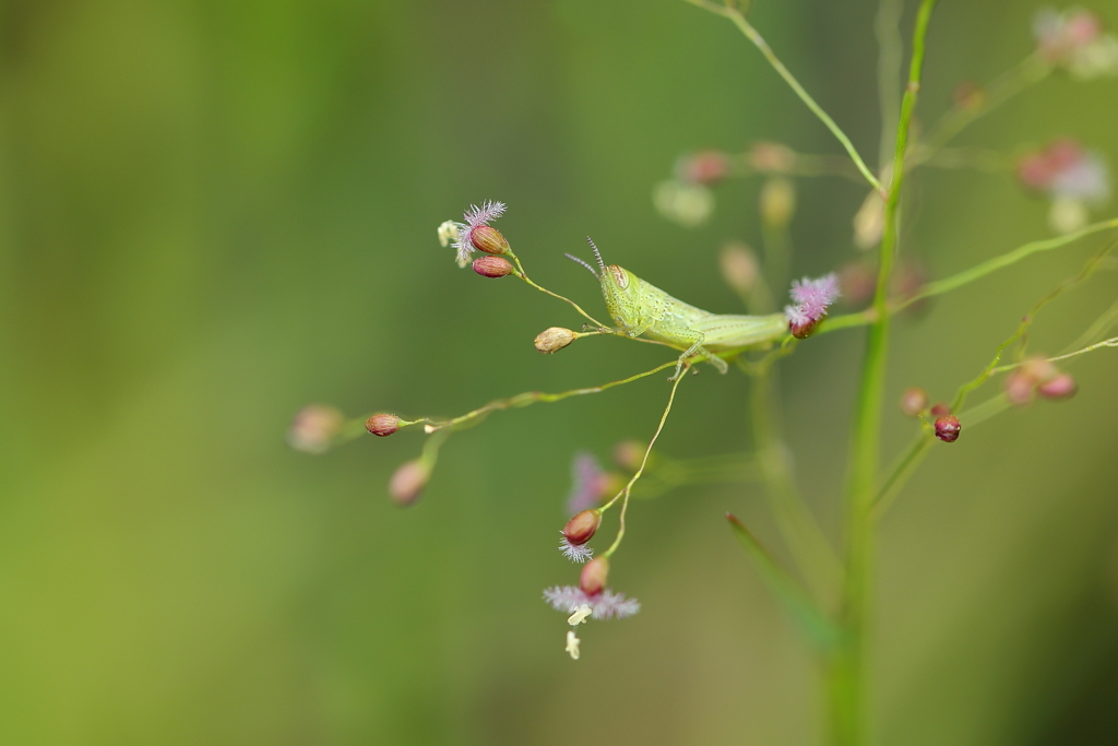 バッタの赤ちゃん