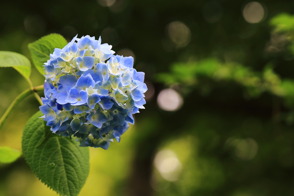 紫陽花・・・