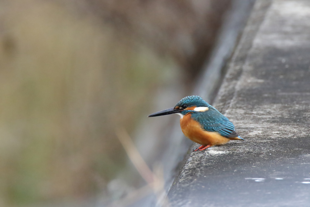 これも近・・・