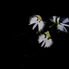 さぎ草 2