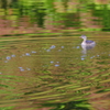 秋色の水面 4