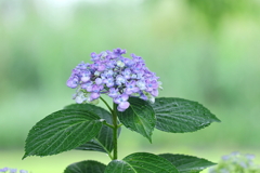 紫陽花