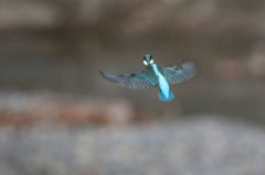 ホバホバ 後ろやん(^^;)