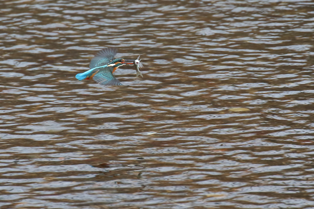 お嬢さんお魚ゲッチュ(^O^)