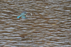 お嬢さんお魚ゲッチュ(^O^)