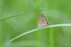 ウラナミ君