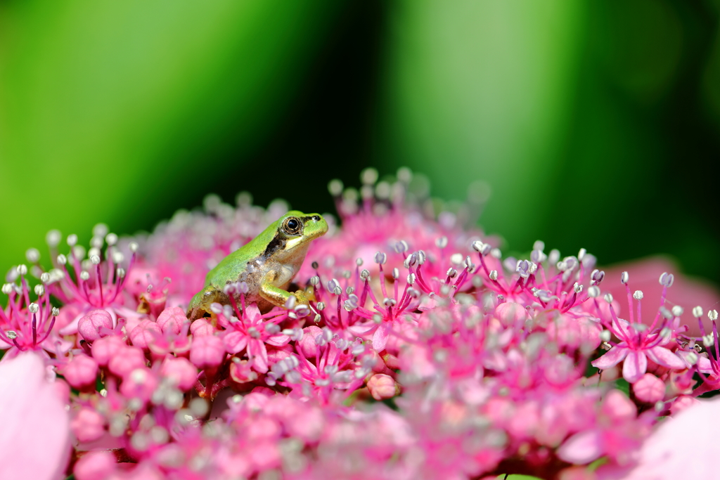 紫陽花の花