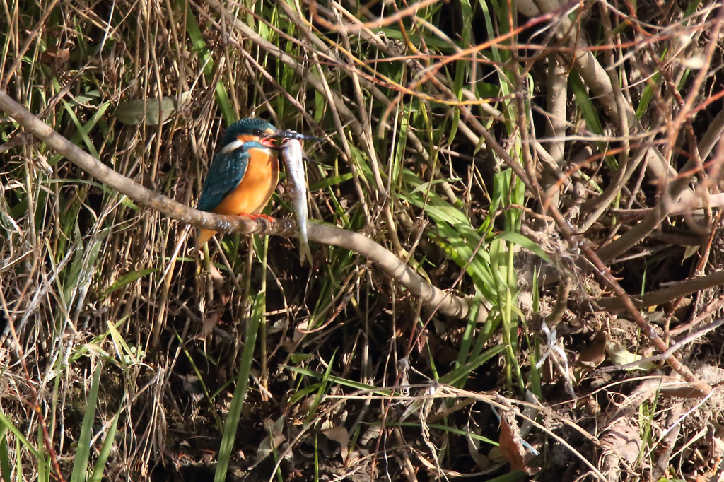 でっか・・・その2