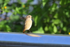 ジョビカ 2 ジョビカ 2