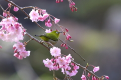 枝垂れ桜と