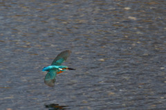 ちいちゃいの獲れたよ(^O^)