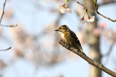 コゲラ咲く・・・ら