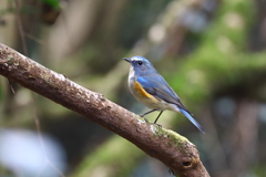 幸せの青い鳥 16
