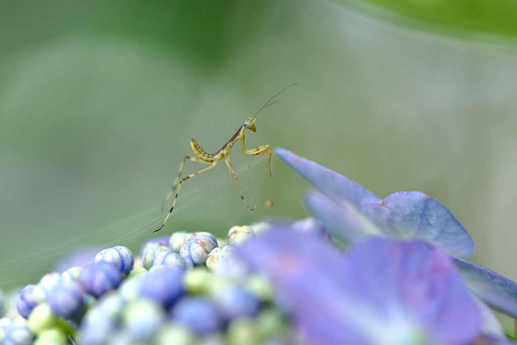 チビカマと蜘蛛の糸