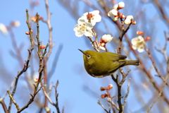 ウメジローの季節