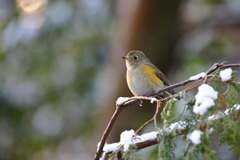 雪ルリカ