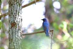 青い鳥 1