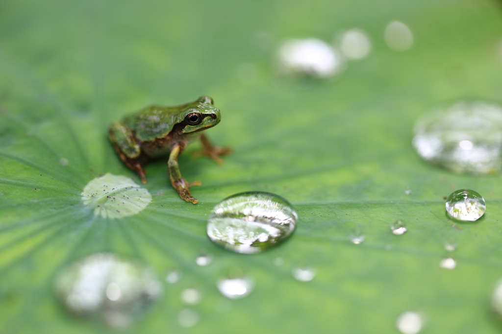 水滴とカエルさん by kazu-p （ID：4679771） - 写真共有サイト:PHOTOHITO