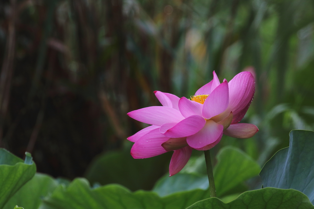 蓮の花