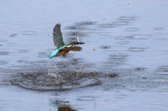 おデブの飛び込み・・・