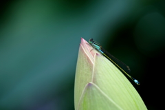 蕾