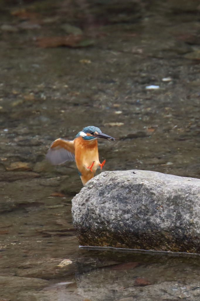 ゲットしたけど・・・