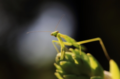 カマキリ