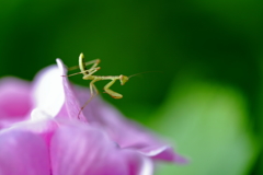 ピンクの紫陽花と（アジカマ 3）